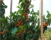 ��̫ꖬF(xi��n)�����e�r(n��ng)�f